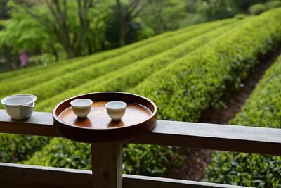 Чайная плантация.